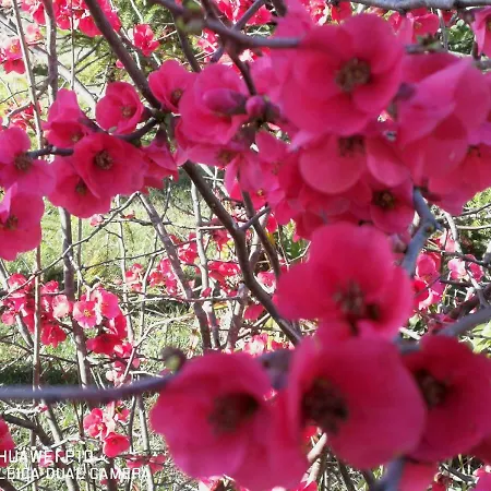 Bed & Breakfast Fiori Di Pesco 3*