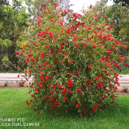 Fiori Di Pesco 3* Fertilia
