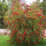 Bed & Breakfast Fiori Di Pesco