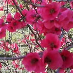 Bed & Breakfast Fiori Di Pesco 3*