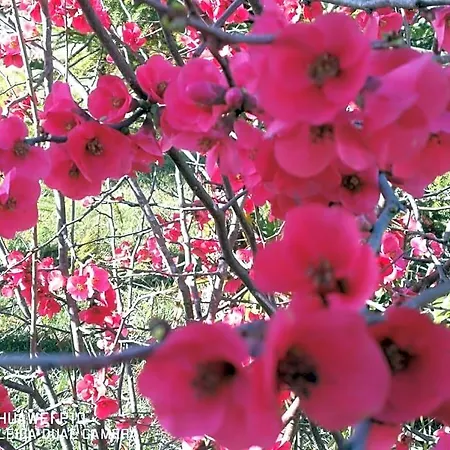 Bed and Breakfast Fiori Di Pesco 3*