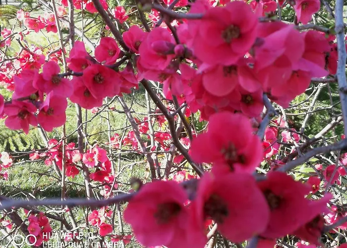 Bed & Breakfast Fiori Di Pesco 3*